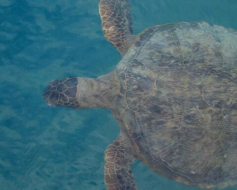 Green sea turtle underwater