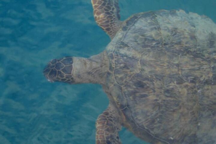 Green sea turtle underwater