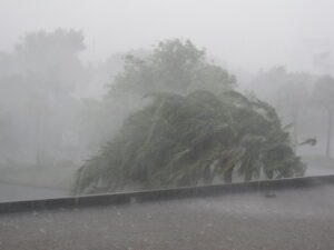 Palm tree bending severely during a heavy rainstorm in Orlando, with torrential rain reducing visibility and creating hurricane-like conditions.