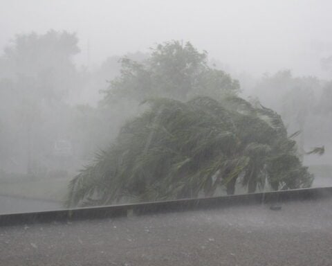 Palm tree bending severely during a heavy rainstorm in Orlando, with torrential rain reducing visibility and creating hurricane-like conditions.