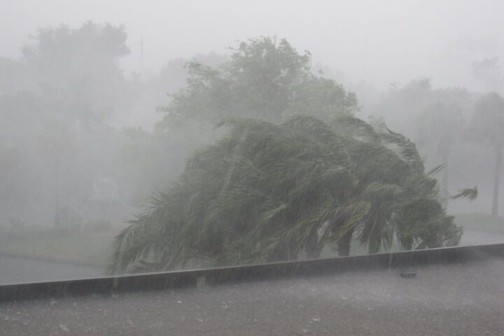 Palm tree bending severely during a heavy rainstorm in Orlando, with torrential rain reducing visibility and creating hurricane-like conditions.