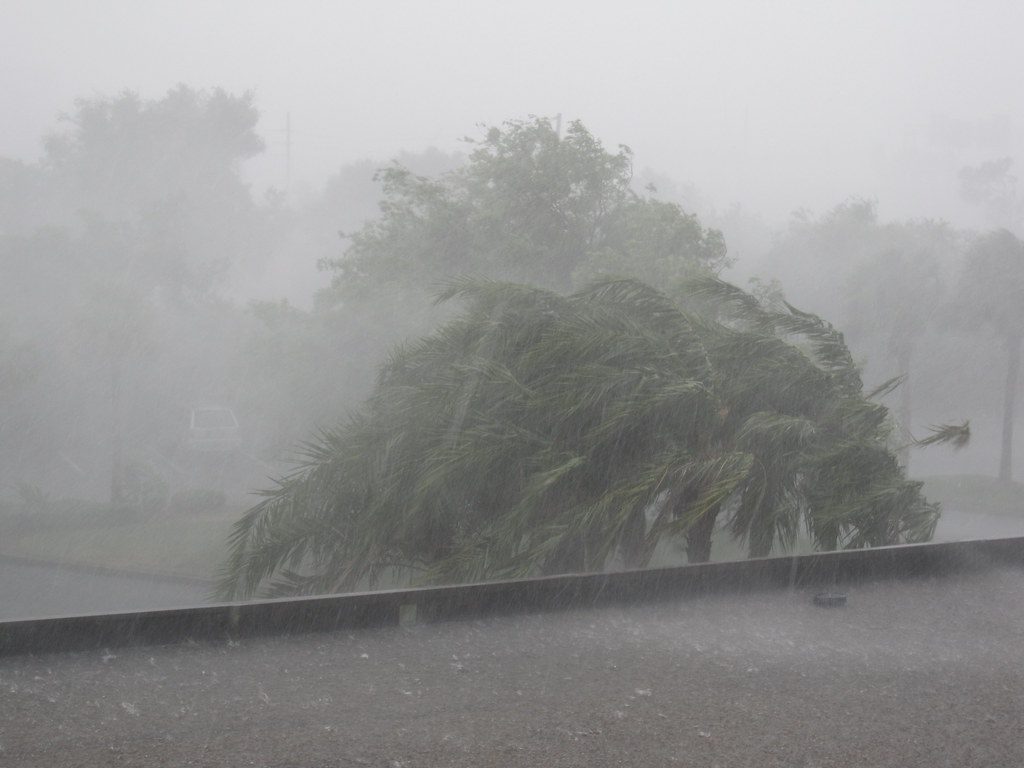 Palm tree bending severely during a heavy rainstorm in Orlando, with torrential rain reducing visibility and creating hurricane-like conditions.