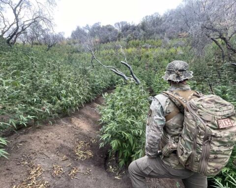 Federal ranger at illegal marijuana cultivation site in Sequoia National Park during enforcement operation.