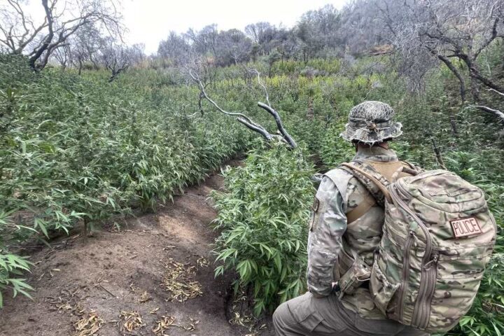Federal ranger at illegal marijuana cultivation site in Sequoia National Park during enforcement operation.