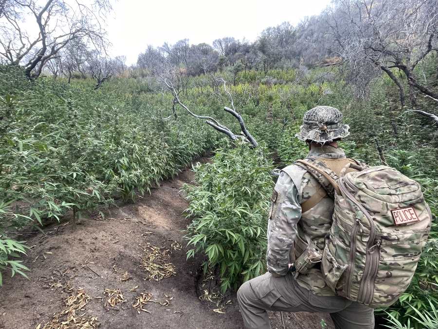 Federal ranger at illegal marijuana cultivation site in Sequoia National Park during enforcement operation.