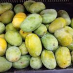 Several green and yellow Langra mangoes, a popular Indian mango variety that was included in diabetes research showing potential benefits for blood sugar control.