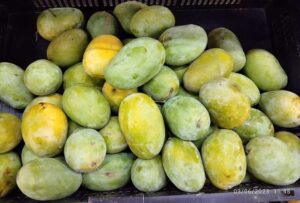 Several green and yellow Langra mangoes, a popular Indian mango variety that was included in diabetes research showing potential benefits for blood sugar control.