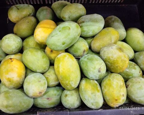 Several green and yellow Langra mangoes, a popular Indian mango variety that was included in diabetes research showing potential benefits for blood sugar control.