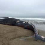 A dead juvenile blue whale washed ashore on a Point Reyes National Seashore beach after being struck by a ship in June 2018. Photo by NPS / Sarah Codde