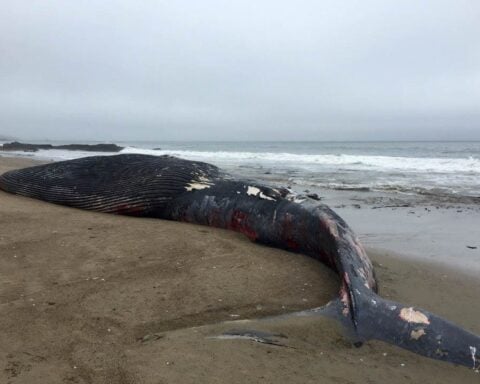 A dead juvenile blue whale washed ashore on a Point Reyes National Seashore beach after being struck by a ship in June 2018. Photo by NPS / Sarah Codde