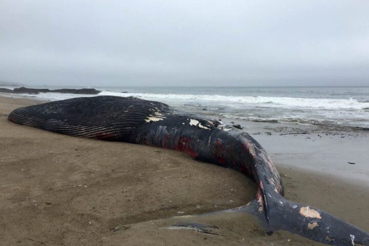 A dead juvenile blue whale washed ashore on a Point Reyes National Seashore beach after being struck by a ship in June 2018. Photo by NPS / Sarah Codde