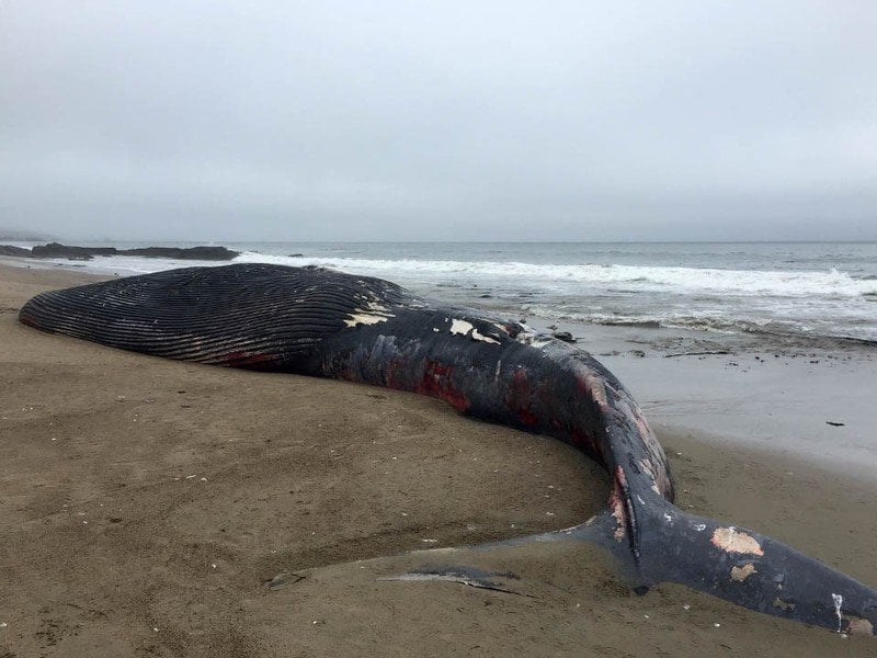 A dead juvenile blue whale washed ashore on a Point Reyes National Seashore beach after being struck by a ship in June 2018. Photo by NPS / Sarah Codde