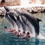 Mexico passes historic law banning the use of dolphins, orcas, and other marine mammals in entertainment, marking a major shift in animal welfare policy.