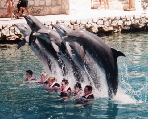 Mexico passes historic law banning the use of dolphins, orcas, and other marine mammals in entertainment, marking a major shift in animal welfare policy.