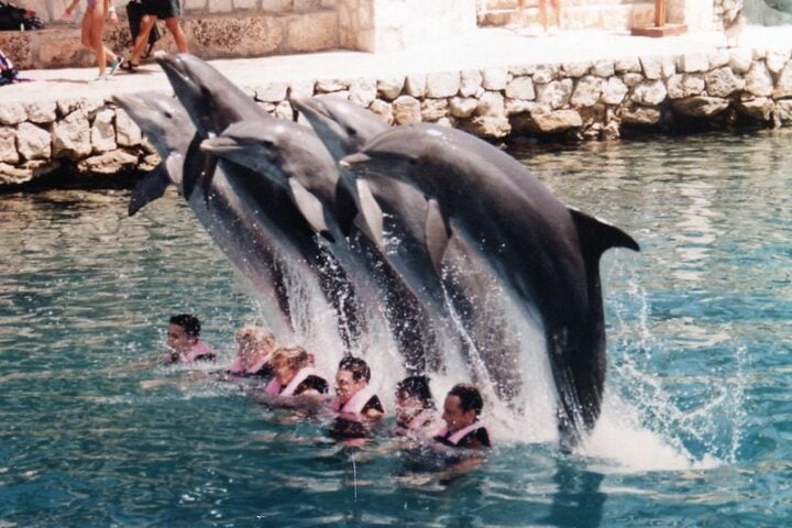 Mexico passes historic law banning the use of dolphins, orcas, and other marine mammals in entertainment, marking a major shift in animal welfare policy.