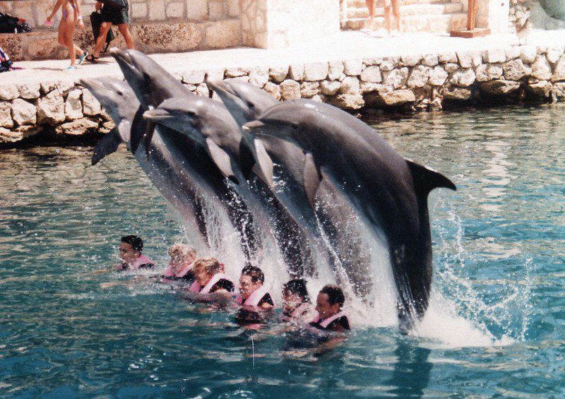Mexico passes historic law banning the use of dolphins, orcas, and other marine mammals in entertainment, marking a major shift in animal welfare policy.