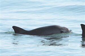 A vaquita porpoise swimming at the surface of calm blue water in the Gulf of California, showing its characteristic dark gray coloration, triangular dorsal fin, and distinctive black patches around the eyes