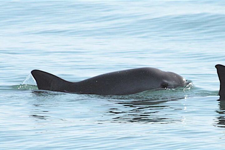 A vaquita porpoise swimming at the surface of calm blue water in the Gulf of California, showing its characteristic dark gray coloration, triangular dorsal fin, and distinctive black patches around the eyes