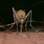 Close-up of a Culex mosquito feeding on human skin, highlighting the transmission risk of mosquito-borne diseases like West Nile virus.