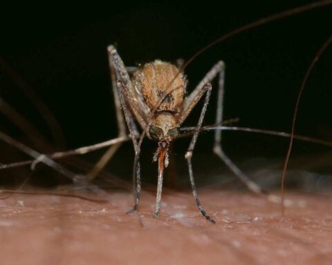 Close-up of a Culex mosquito feeding on human skin, highlighting the transmission risk of mosquito-borne diseases like West Nile virus.