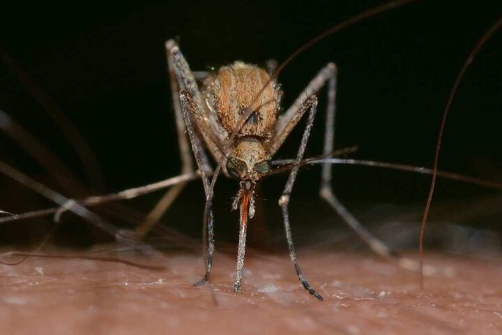 Close-up of a Culex mosquito feeding on human skin, highlighting the transmission risk of mosquito-borne diseases like West Nile virus.