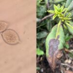 Microscopic sporangia of a Phytophthora species alongside brown lesions on plant leaves indicative of infection.