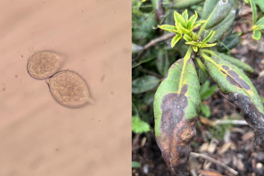 Microscopic sporangia of a Phytophthora species alongside brown lesions on plant leaves indicative of infection.