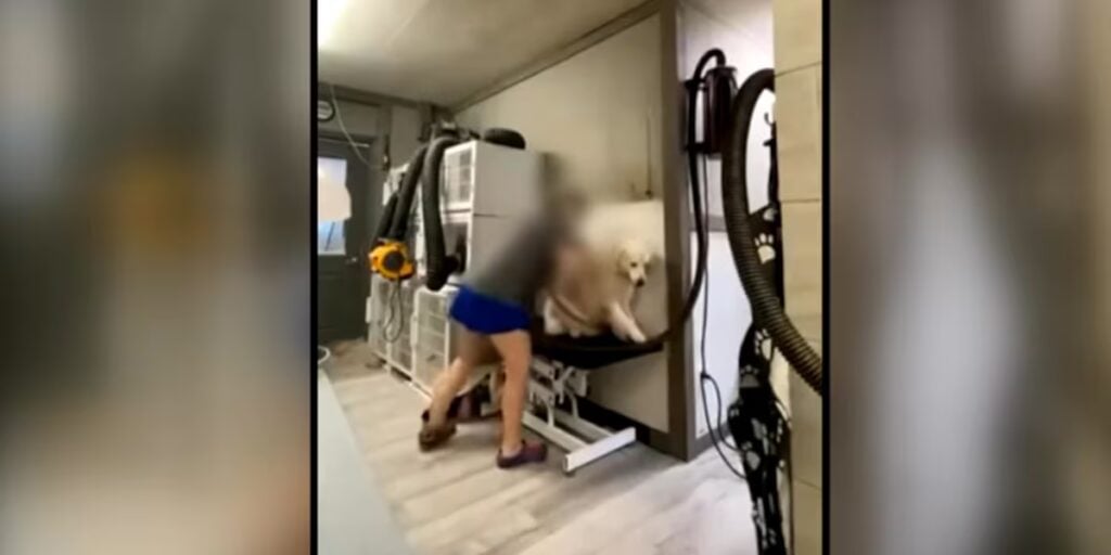 A professional groomer brushing a golden retriever’s coat in a well-lit salon.