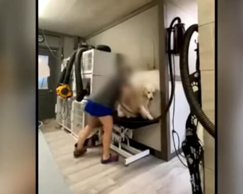 A professional groomer brushing a golden retriever’s coat in a well-lit salon.