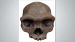Ancient human skull fossil showing prominent brow ridge and robust features characteristic of Denisovan anatomy from 146000 years ago discovered in Harbin China