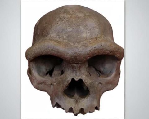 Ancient human skull fossil showing prominent brow ridge and robust features characteristic of Denisovan anatomy from 146000 years ago discovered in Harbin China