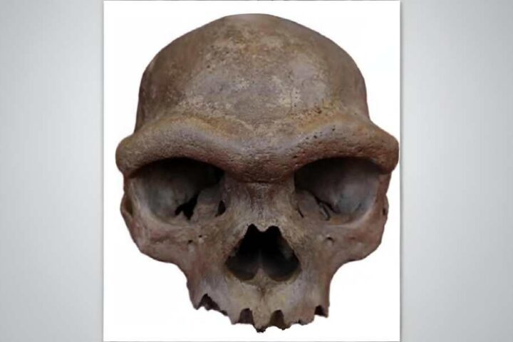Ancient human skull fossil showing prominent brow ridge and robust features characteristic of Denisovan anatomy from 146000 years ago discovered in Harbin China