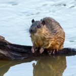 Rakali (Australian water‑rat, Hydromys chrysogaster) near freshwater habitat; semi‑aquatic native rodent with dark water‑repellent fur and partially webbed hind feet.