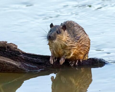 Rakali (Australian water‑rat, Hydromys chrysogaster) near freshwater habitat; semi‑aquatic native rodent with dark water‑repellent fur and partially webbed hind feet.