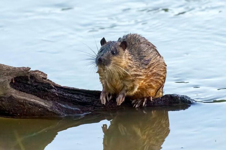Rakali (Australian water‑rat, Hydromys chrysogaster) near freshwater habitat; semi‑aquatic native rodent with dark water‑repellent fur and partially webbed hind feet.