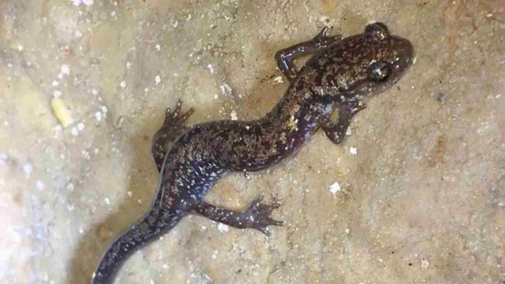 A small, slender Dixie Caverns salamander with white and brassy flecks crawling on a damp limestone cave wall.