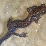 A small, slender Dixie Caverns salamander with white and brassy flecks crawling on a damp limestone cave wall.