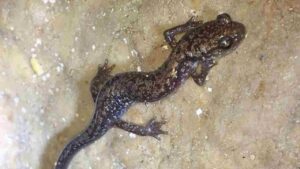 A small, slender Dixie Caverns salamander with white and brassy flecks crawling on a damp limestone cave wall.