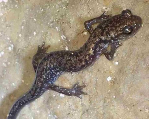 A small, slender Dixie Caverns salamander with white and brassy flecks crawling on a damp limestone cave wall.