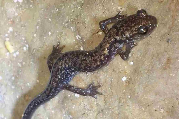 A small, slender Dixie Caverns salamander with white and brassy flecks crawling on a damp limestone cave wall.
