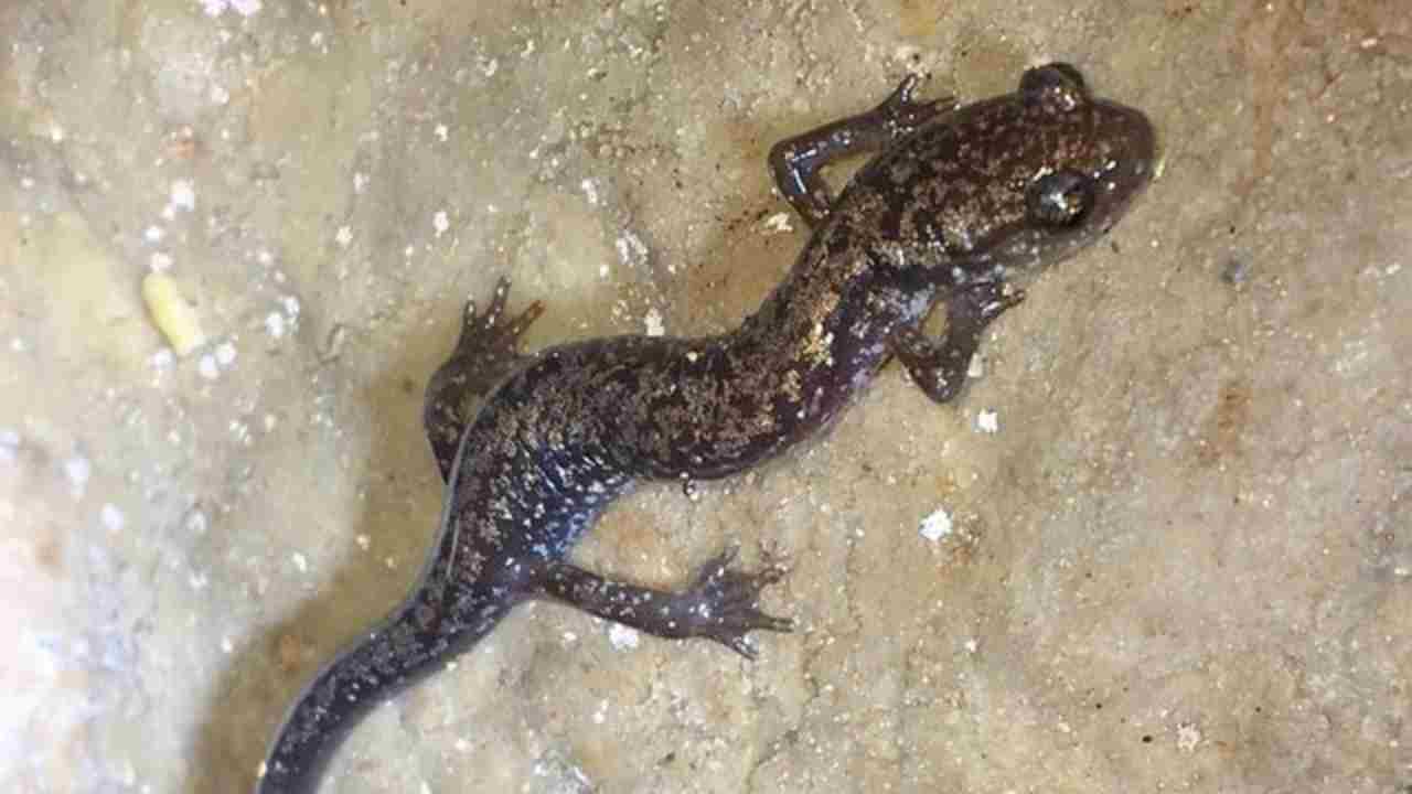 A small, slender Dixie Caverns salamander with white and brassy flecks crawling on a damp limestone cave wall.