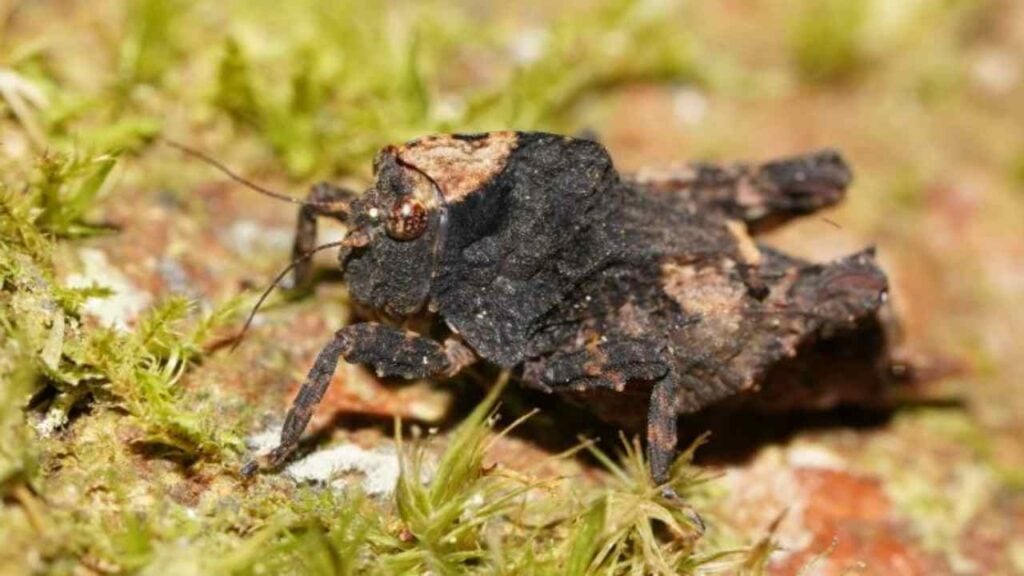 Pygmy Grasshopper