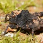 Pygmy Grasshopper