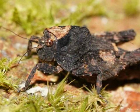 Pygmy Grasshopper
