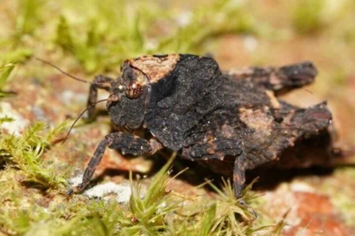 Pygmy Grasshopper