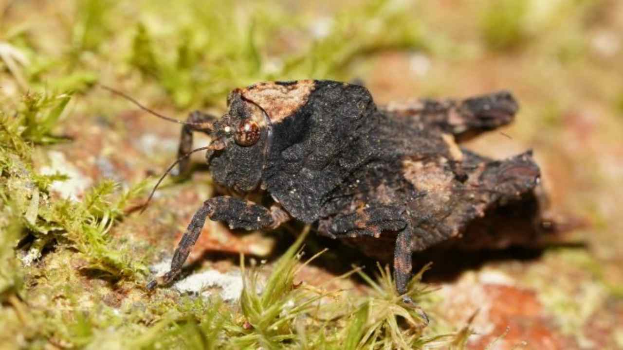 Pygmy Grasshopper