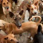 Group of healthy, rescued stray dogs of various breeds gathered in an enclosure at SOS Animal Village in southern Sri Lanka, receiving veterinary care and daily meals.