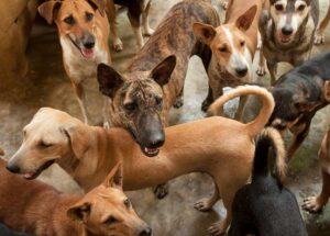 Group of healthy, rescued stray dogs of various breeds gathered in an enclosure at SOS Animal Village in southern Sri Lanka, receiving veterinary care and daily meals.