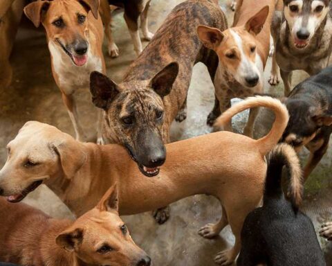Group of healthy, rescued stray dogs of various breeds gathered in an enclosure at SOS Animal Village in southern Sri Lanka, receiving veterinary care and daily meals.