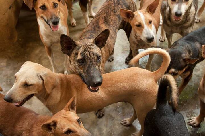Group of healthy, rescued stray dogs of various breeds gathered in an enclosure at SOS Animal Village in southern Sri Lanka, receiving veterinary care and daily meals.